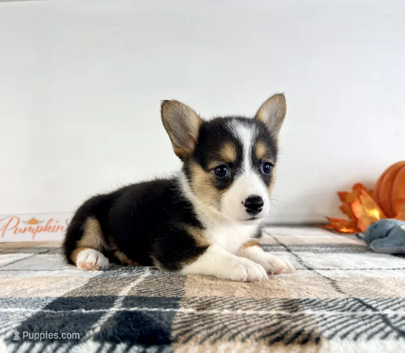 CKC Gwen – Pembroke Welsh Corgi puppy for sale in Indianapolis, IN