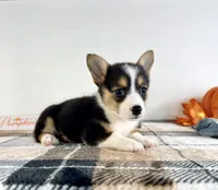 CKC Gwen, a female Pembroke Welsh Corgi for sale in Indianapolis, IN – 1 of 4