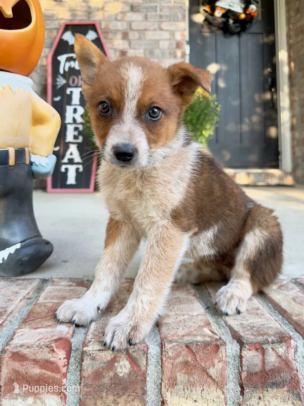 Maverick – Australian Cattle Dog puppy for sale in Indianapolis, IN