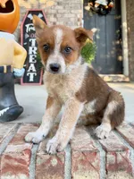 Maverick, a male Australian Cattle Dog for sale in Indianapolis, IN – 1 of 5