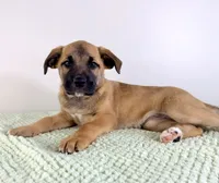Gia, a female Border Collie and Cane Corso for sale in Indianapolis, IN – 1 of 5