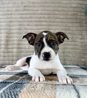 Michelangelo, a male Boston Terrier and Rat Terrier for sale in Indianapolis, IN – 2 of 5