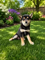 Mulan, a female Shiba Inu for sale in Indianapolis, IN – 4 of 4