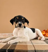 Copper, a male Rat Terrier and Doberman Pinscher for sale in Indianapolis, IN – 3 of 4