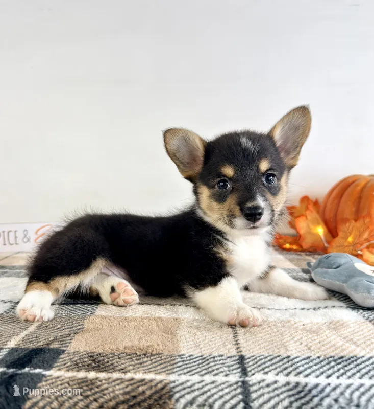 CKC May – Pembroke Welsh Corgi puppy for sale in Indianapolis, IN