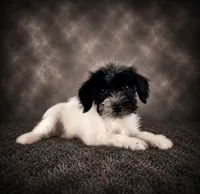AKC Skye, a female Miniature Schnauzer for sale in Indianapolis, IN – 4 of 4