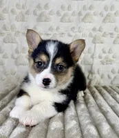 Bo, a female Pembroke Welsh Corgi for sale in Indianapolis, IN – Photo 4 of 5