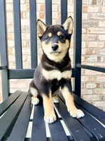 Shang, a male Shiba Inu for sale in Indianapolis, IN – 3 of 6