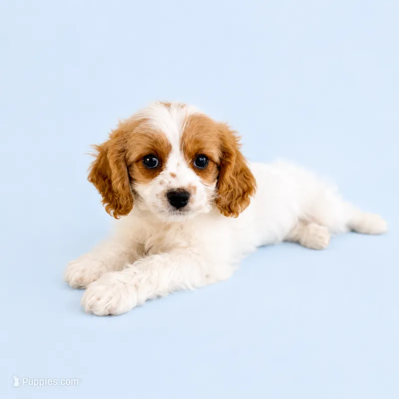Angel – Cavapoo puppy for sale in Indianapolis, IN