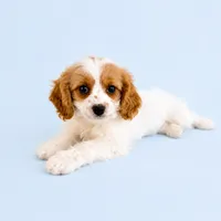 Angel, a female Cavapoo for sale in Indianapolis, IN – 1 of 5