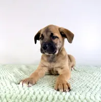 Gia, a female Border Collie and Cane Corso for sale in Indianapolis, IN – 3 of 5
