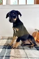 Kingston, a male Doberman Pinscher for sale in Indianapolis, IN – 3 of 4
