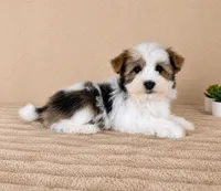 Henry, a male Havanese for sale in Indianapolis, IN – 2 of 5