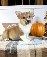 CKC Parker, a male Pembroke Welsh Corgi for sale in Indianapolis, IN – 3 of 4