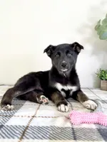 Sadie, a male German Shepherd Dog and Siberian Husky for sale in Indianapolis, IN – Photo 2 of 5