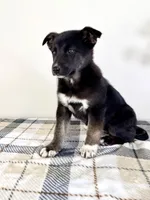 Sadie, a male German Shepherd Dog and Siberian Husky for sale in Indianapolis, IN – Photo 4 of 5