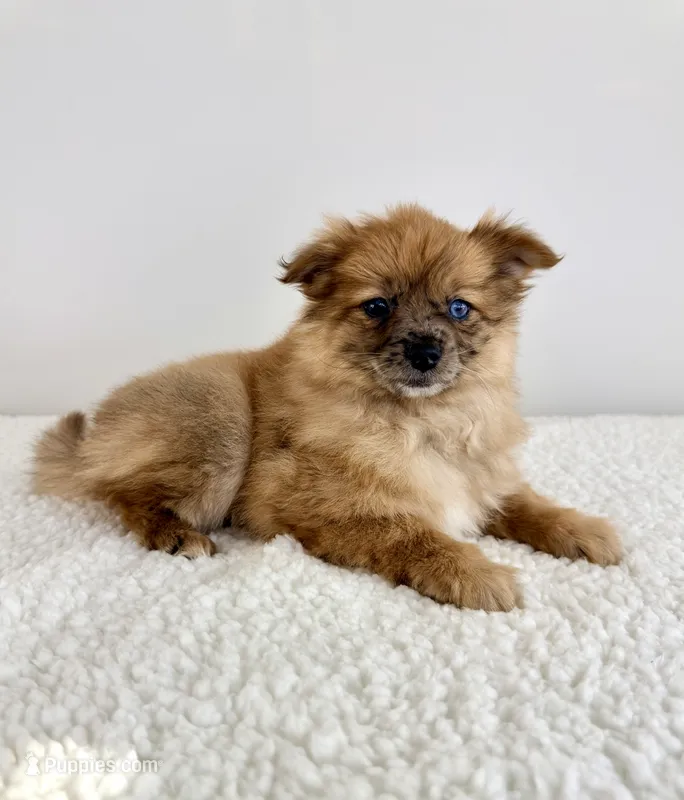 Cocoa – Pomeranian puppy for sale in Indianapolis, IN