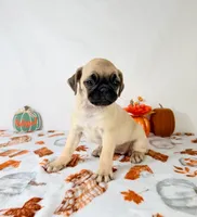 Petunia, a female Pug for sale in Indianapolis, IN – 3 of 7