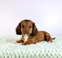 AKC Delilah, a female Miniature Dachshund for sale in Indianapolis, IN – 4 of 5