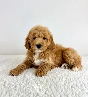 Sunshine, a female Miniature Goldendoodle for sale in Indianapolis, IN – 2 of 5
