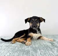Storm, a female Australian Cattle Dog and German Shepherd Dog for sale in Indianapolis, IN – 2 of 5