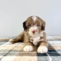 Bob, a male Miniature Bernedoodle for sale in Indianapolis, IN – 4 of 5