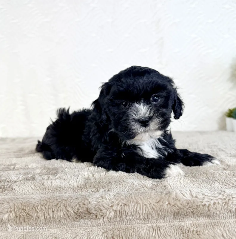 Spade – Shihpoo puppy for sale in Indianapolis, IN
