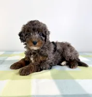 Bo Peep, a female Miniature Bernedoodle for sale in Indianapolis, IN – 3 of 6