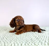 AKC Daisy, a female Miniature Dachshund for sale in Indianapolis, IN – 4 of 5