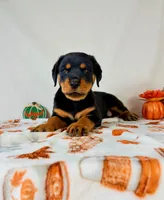 Queenie , a female Rottweiler for sale in Indianapolis, IN – 3 of 7
