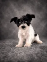 AKC Susie, a female Miniature Schnauzer for sale in Indianapolis, IN – 1 of 4