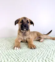 Gia, a female Border Collie and Cane Corso for sale in Indianapolis, IN – 5 of 5