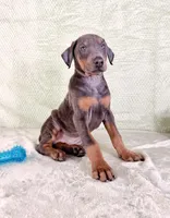 AKC Isis, a female Doberman Pinscher for sale in Indianapolis, IN – Photo 1 of 5