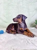 AKC Isis, a female Doberman Pinscher for sale in Indianapolis, IN – Photo 3 of 5
