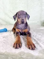 AKC Isis, a female Doberman Pinscher for sale in Indianapolis, IN – Photo 4 of 5