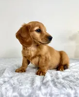 Dax, a male Miniature Dachshund for sale in Indianapolis, IN – 4 of 6