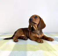 Olive, a female Pembroke Welsh Corgi and Miniature Dachshund for sale in Indianapolis, IN – 5 of 6