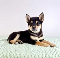 Mushu, a male Shiba Inu for sale in Indianapolis, IN – 3 of 7