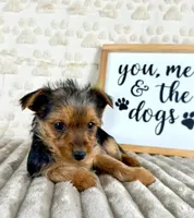 Teddy, a male Yorkshire Terrier for sale in Indianapolis, IN – Photo 3 of 3