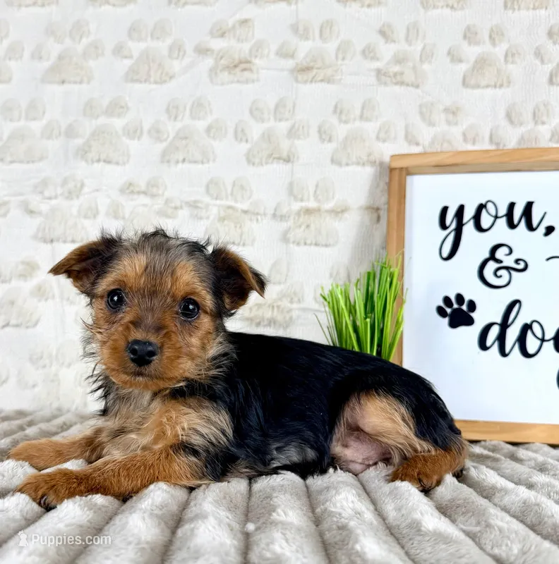 Teddy – Yorkshire Terrier puppy for sale in Indianapolis, IN