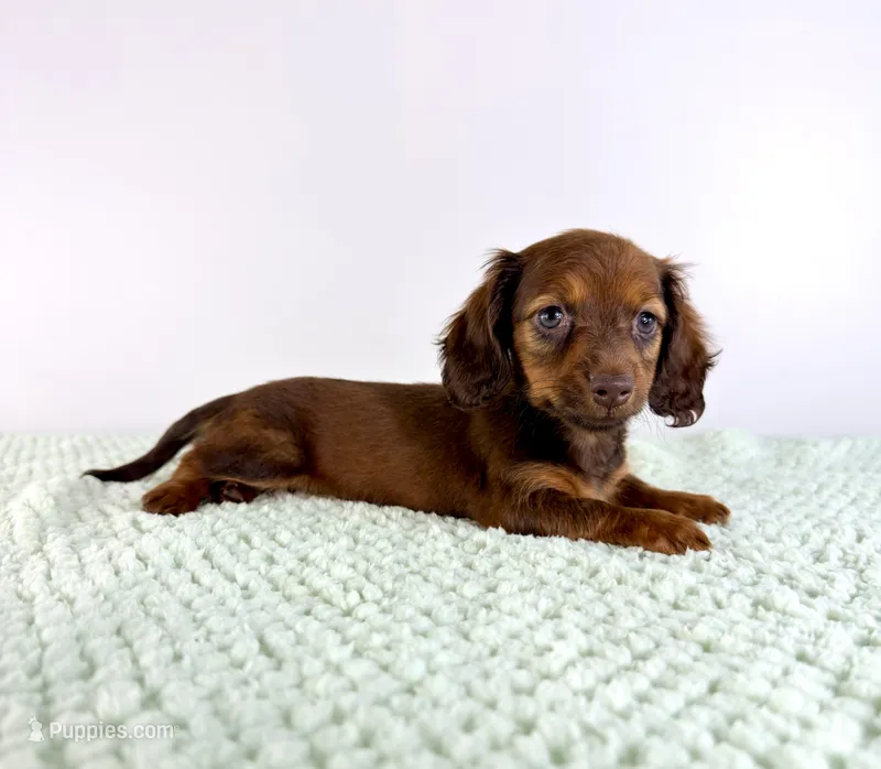 AKC Daisy – Miniature Dachshund puppy for sale in Indianapolis, IN