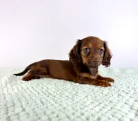 AKC Daisy, a female Miniature Dachshund for sale in Indianapolis, IN – 1 of 5