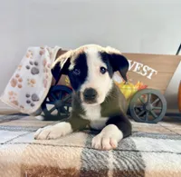 Cider, a male Border Collie for sale in Indianapolis, IN – 3 of 5