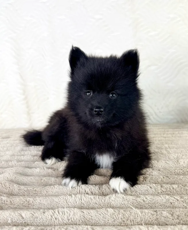 Pepper – Pomsky puppy for sale in Indianapolis, IN