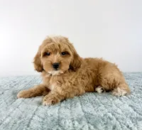 Biscuit, a male Cavapoo for sale in Indianapolis, IN – 3 of 5