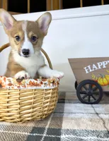 CKC Rio, a male Pembroke Welsh Corgi for sale in Indianapolis, IN – 4 of 5