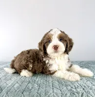 Bob, a male Miniature Bernedoodle for sale in Indianapolis, IN – 2 of 4