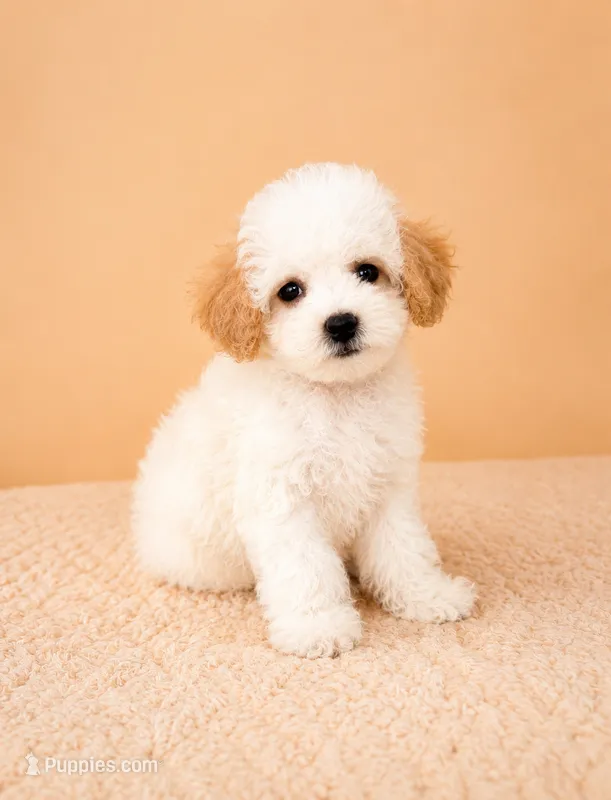 Peaches – Cavapoo puppy for sale in Indianapolis, IN