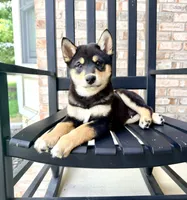 Shang, a male Shiba Inu for sale in Indianapolis, IN – 6 of 6