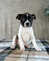 Donatello, a male Boston Terrier and Rat Terrier for sale in Indianapolis, IN – 5 of 5